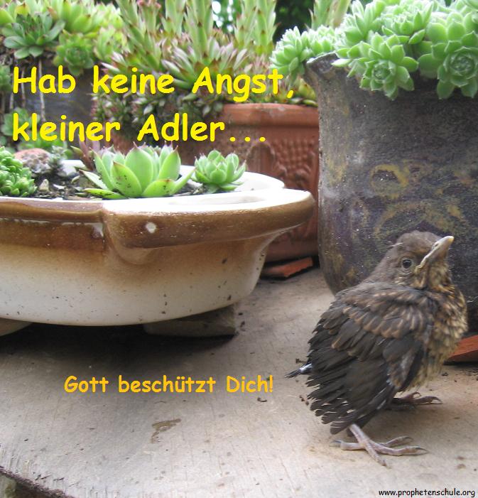 Kleiner Adler
