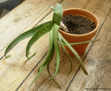 Pflanztopf Pflanze Umtopfen