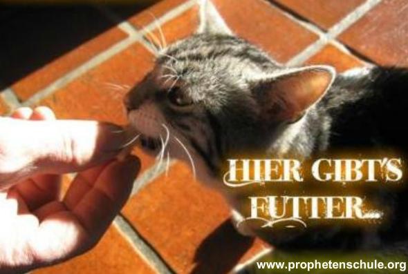 Geistige Futtersammlung, geistig, geistiges Futter, Nahrung, geistiges Wachstum, Lehre, christlich, Predigt, Predigten, Links, Linksammlung, wachsen, Jesus besser kennenlernen, Beziehung, Gott kennenlernen, erleben, Christentum, Religion, Glaube, Kirche, spirituell, prophetisch, mp3s, Bibel, Grundlage, biblisch, frisch bekehrt, erste Liebe, Geistesgaben, Prophetie, Katze, füttern, Hand, Segen, Gottes Segen, Erfahrung, Heiliger Geist, narreich, gesund, Erleuchtung, Sinn des Lebens, Lebenssinn, Wahre Liebe, theologisch, Theologie, Bibelschule, Bibelstudium, Studium