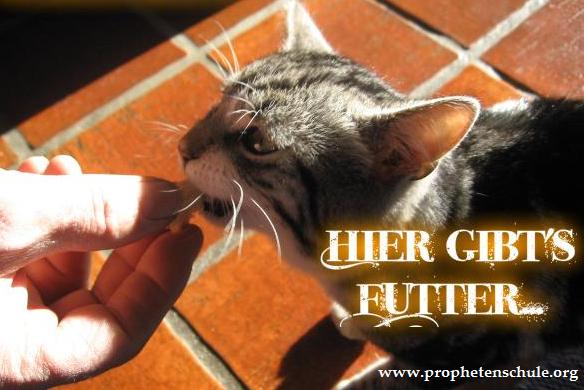 Futterstelle_prophetenschule.org