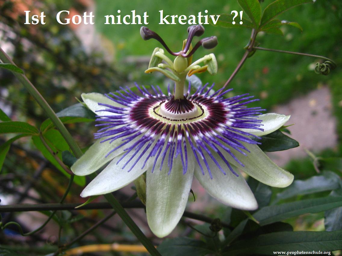 Ist Gott nicht kreativ