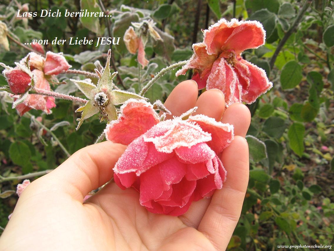 Lass Dich berühren von der Liebe JESU