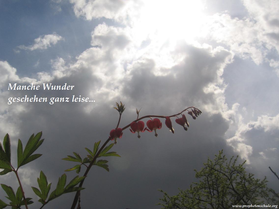 Manche Wunder geschehen ganz leise