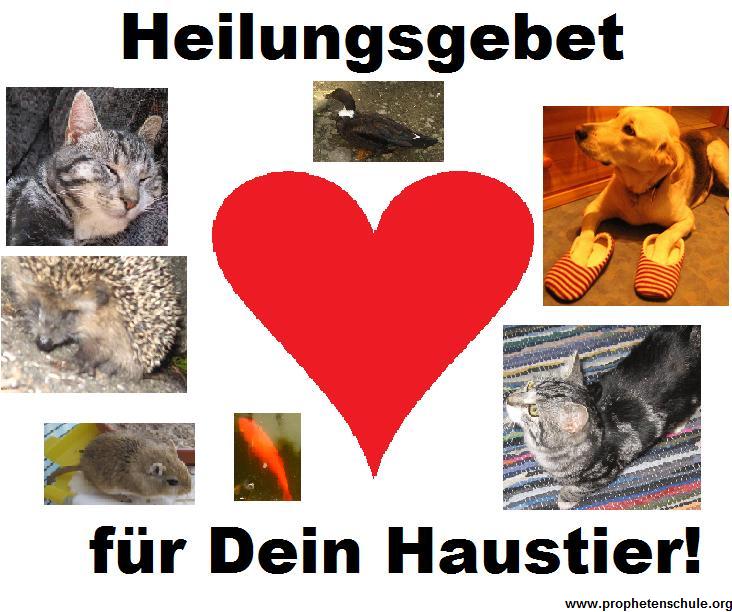 Heilungsgebet für Tiere