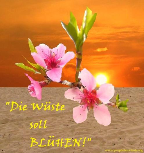 Die Wüste soll BLÜHEN!!!