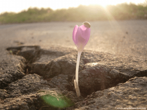Bildbetrachtung Blume Beton_3737