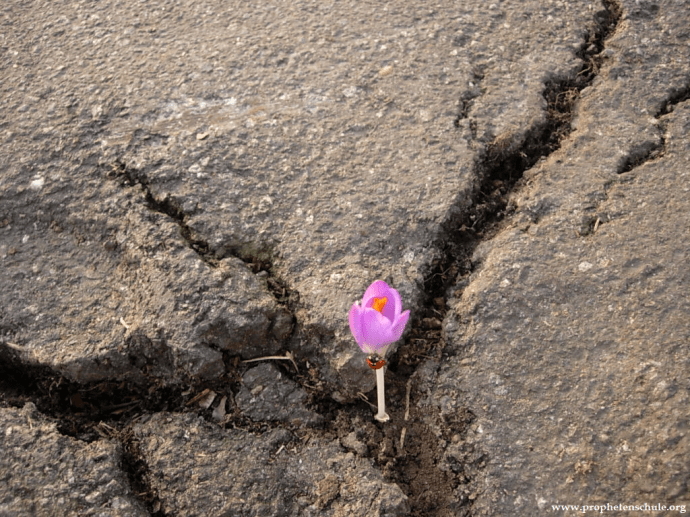 Bildbetrachtung Blume Beton_3776