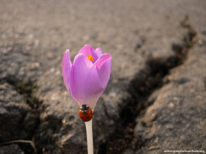 Bildbetrachtung Blume Beton_3780